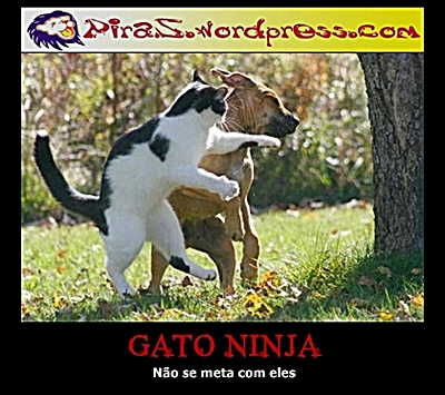 piras-gato-ninja